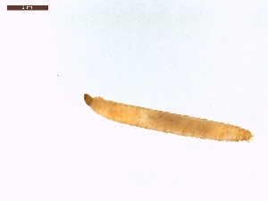  ( - LS-IRBI-CANOP0188)  @11 [ ] Copyright (2021) Lucas Sire Institut de Recherche sur la Biologie de l'Insecte