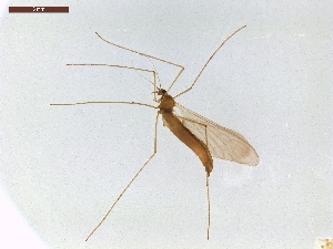  ( - LS-IRBI-CANOP0206)  @11 [ ] Copyright (2021) Lucas Sire Institut de Recherche sur la Biologie de l'Insecte