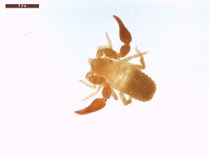  ( - LS-IRBI-CANOP0477)  @11 [ ] Copyright (2021) Lucas Sire Institut de Recherche sur la Biologie de l Insecte
