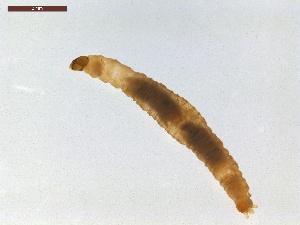  ( - LS-IRBI-CANOP0580)  @11 [ ] Copyright (2021) Lucas Sire Institut de Recherche sur la Biologie de l Insecte
