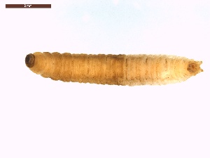  ( - LS-IRBI-CANOP0584)  @11 [ ] Copyright (2021) Lucas Sire Institut de Recherche sur la Biologie de l Insecte