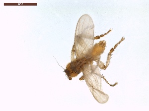  ( - LS-IRBI-CANOP0599)  @11 [ ] Copyright (2021) Lucas Sire Institut de Recherche sur la Biologie de l Insecte