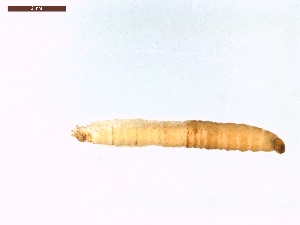  ( - LS-IRBI-CANOP0624)  @11 [ ] Copyright (2021) Lucas Sire Institut de Recherche sur la Biologie de l Insecte