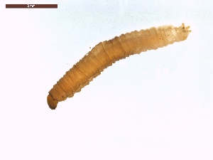  ( - LS-IRBI-CANOP0634)  @11 [ ] Copyright (2021) Lucas Sire Institut de Recherche sur la Biologie de l Insecte