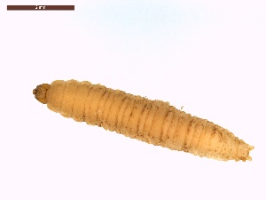  ( - LS-IRBI-CANOP0646)  @11 [ ] Copyright (2021) Lucas Sire Institut de Recherche sur la Biologie de l Insecte