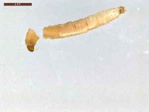  ( - LS-IRBI-CANOP0660)  @11 [ ] Copyright (2021) Lucas Sire Institut de Recherche sur la Biologie de l Insecte