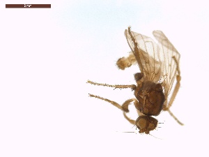  ( - LS-IRBI-CANOP0696)  @11 [ ] Copyright (2021) Lucas Sire Institut de Recherche sur la Biologie de l Insecte