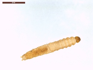  ( - LS-IRBI-CANOP0706)  @11 [ ] Copyright (2021) Lucas Sire Institut de Recherche sur la Biologie de l Insecte