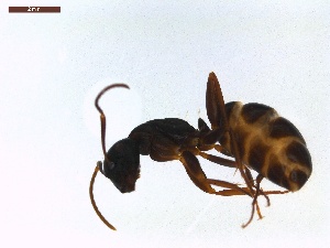  ( - LS-IRBI-CANOP0797)  @12 [ ] Copyright (2021) Lucas Sire Institut de Recherche sur la Biologie de l Insecte