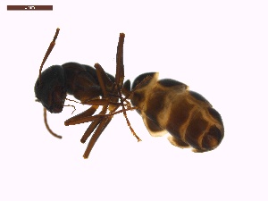  ( - LS-IRBI-CANOP0807)  @12 [ ] Copyright (2021) Lucas Sire Institut de Recherche sur la Biologie de l Insecte