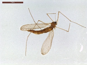  ( - LS-IRBI-CANOP0837)  @11 [ ] Copyright (2021) Lucas Sire Institut de Recherche sur la Biologie de l Insecte