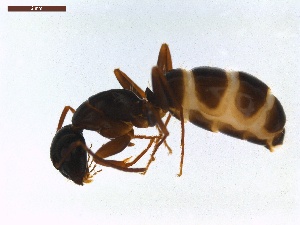  ( - LS-IRBI-CANOP0855)  @12 [ ] Copyright (2021) Lucas Sire Institut de Recherche sur la Biologie de l Insecte