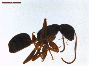  ( - LS-IRBI-CANOP0861)  @12 [ ] Copyright (2021) Lucas Sire Institut de Recherche sur la Biologie de l Insecte