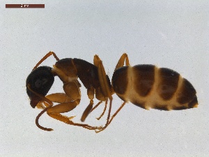  (Camponotus fallax - LS-IRBI-CANOP0875)  @13 [ ] Copyright (2021) Lucas Sire Institut de Recherche sur la Biologie de l Insecte
