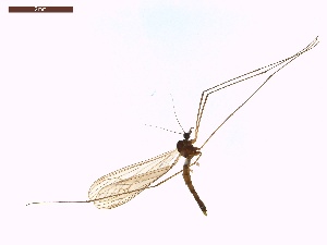  ( - LS-IRBI-CANOP0907)  @11 [ ] Copyright (2021) Lucas Sire Institut de Recherche sur la Biologie de l Insecte