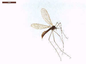  ( - LS-IRBI-CANOP1171)  @11 [ ] Copyright (2021) Lucas Sire Institut de Recherche sur la Biologie de l Insecte