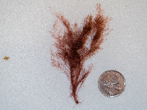  ( - AMS00144)  @11 [ ] by-nc (2022) Unspecified Canadian Museum of Nature