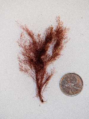  ( - AMS00144)  @11 [ ] by-nc (2022) Unspecified Canadian Museum of Nature