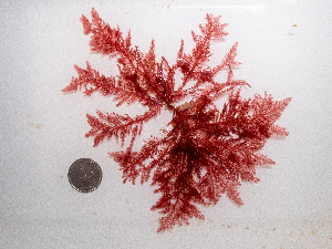  ( - AMS00885)  @11 [ ] CreativeCommons  Attribution Non-Commercial (by-nc) (2024) Unspecified Canadian Museum of Nature