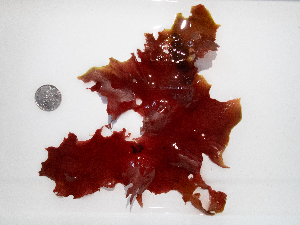  ( - AMS00956)  @11 [ ] by-nc (2022) Unspecified Canadian Museum of Nature