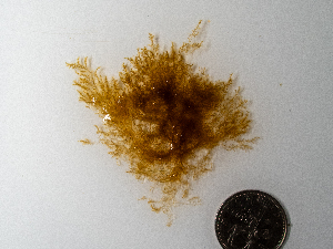  (Scagelia pylaisei - AMS00974)  @11 [ ] by-nc (2022) Unspecified Canadian Museum of Nature
