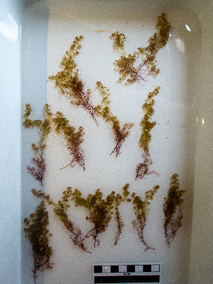  ( - AMS01053)  @11 [ ] by-nc (2022) Unspecified Canadian Museum of Nature