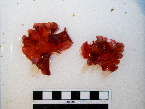  ( - AMS01068)  @11 [ ] by-nc (2022) Unspecified Canadian Museum of Nature
