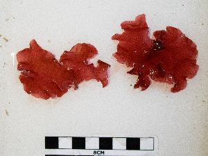  ( - AMS01069)  @11 [ ] by-nc (2022) Unspecified Canadian Museum of Nature