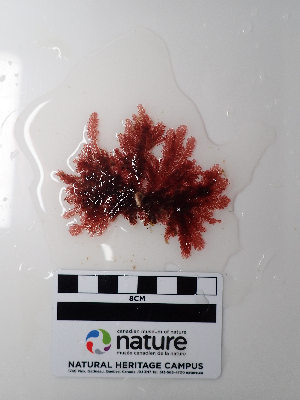  ( - AMS01208)  @11 [ ] by-nc (2022) Unspecified Canadian Museum of Nature