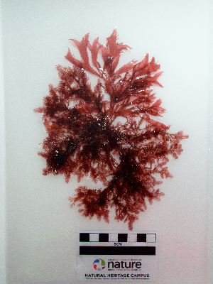  ( - AMS01283)  @11 [ ] by-nc (2022) Unspecified Canadian Museum of Nature