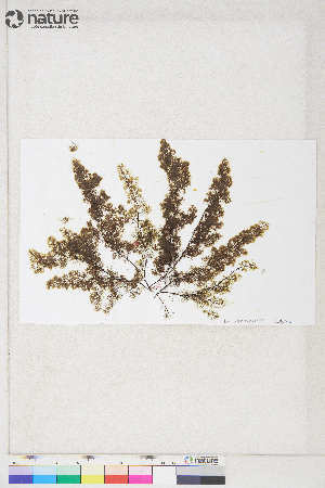  ( - Dally-Belanger22)  @11 [ ] by-nc (2022) Unspecified Canadian Museum of Nature