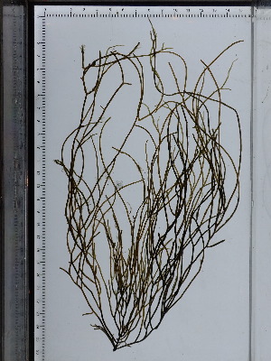  ( - JLC00148a)  @11 [ ] CreativeCommons - Attribution Non-Commercial (2025) Unspecified Canadian Museum of Nature