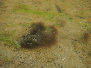  ( - JLC00220)  @11 [ ] by-nc (2022) Canadian Museum of Nature Unspecified