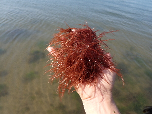  ( - JLC00230)  @11 [ ] by-nc (2022) Canadian Museum of Nature Unspecified