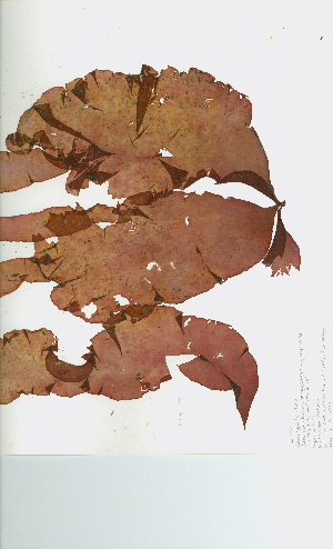  ( - JLC00233)  @11 [ ] by-nc (2022) Canadian Museum of Nature Unspecified