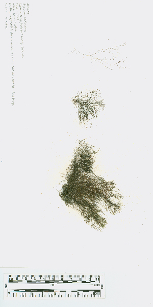  ( - JLC00237)  @11 [ ] by-nc (2022) Canadian Museum of Nature Unspecified