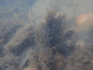  ( - JLC00237)  @11 [ ] by-nc (2022) Canadian Museum of Nature Unspecified