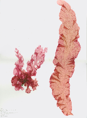  (Grinnellia - JLC00246)  @11 [ ] by-nc (2022) Canadian Museum of Nature Unspecified