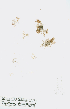  ( - JLC00248)  @11 [ ] by-nc (2022) Canadian Museum of Nature Unspecified