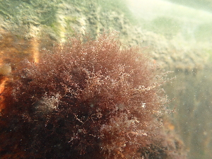  (Chondria baileyana - JLC00255)  @11 [ ] by-nc (2022) Canadian Museum of Nature Unspecified