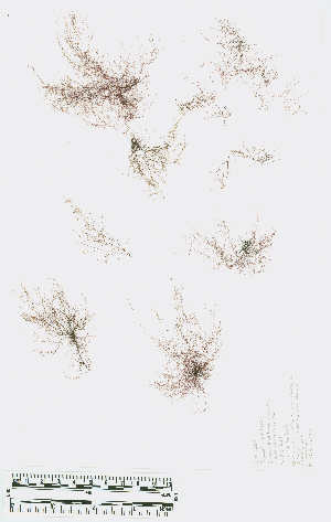  ( - JLC00257)  @11 [ ] by-nc (2022) Canadian Museum of Nature Unspecified