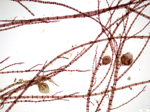  ( - JLC00257)  @11 [ ] by-nc (2022) Canadian Museum of Nature Unspecified