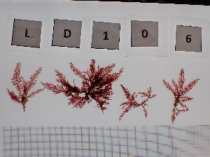  ( - LD00106)  @11 [ ] by-nc  Unspecified Alfred Wegener Institute