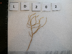  ( - LD00202)  @11 [ ] by-nc (2022) Unspecified Canadian Museum of Nature