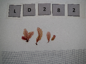  ( - LD00282)  @11 [ ] by-nc (2022) Unspecified Canadian Museum of Nature