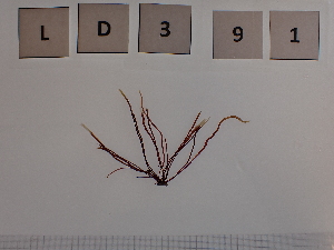  ( - LD00391)  @11 [ ] by-nc (2022) Unspecified Canadian Museum of Nature