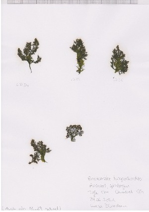  (Rhodomela confervoides - LD00526)  @11 [ ] by-nc (2022) Unspecified Canadian Museum of Nature