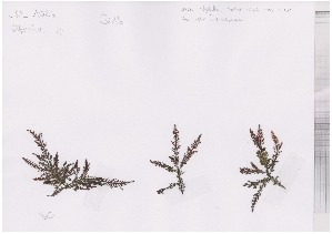  ( - LD00863)  @11 [ ] by-nc (2022) Unspecified Canadian Museum of Nature