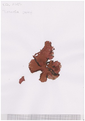  ( - LD00864)  @11 [ ] by-nc (2022) Unspecified Canadian Museum of Nature