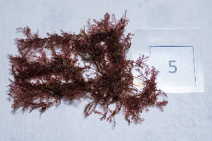  ( - LD01093)  @11 [ ] by-nc (2024) Unspecified Alfred Wegener Institute